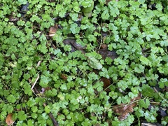 Hydrocotyle heteromeria