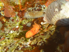 Lissothuria nutriens