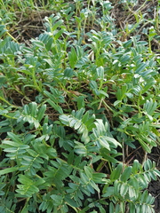 Lobelia concolor