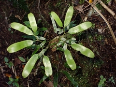 Lygodium articulatum