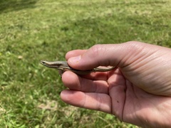 Pseudemoia rawlinsoni