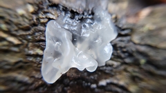 Tremella fuciformis