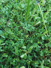 Marsilea costulifera
