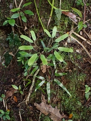 Lygodium articulatum