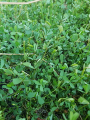 Marsilea costulifera