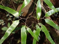 Lygodium articulatum