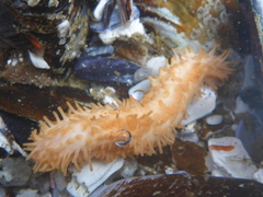 Eupentacta quinquesemita