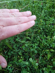 Marsilea costulifera
