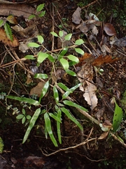 Lygodium articulatum