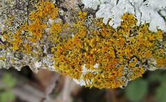 Xanthomendoza weberi