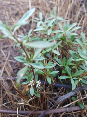 Alternanthera denticulata