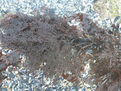 Microcladia coulteri