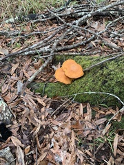 Omphalotus subilludens