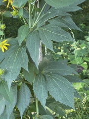 Rudbeckia laciniata