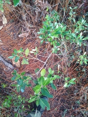 Ilex glabra