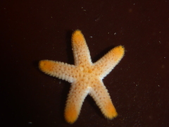Henricia