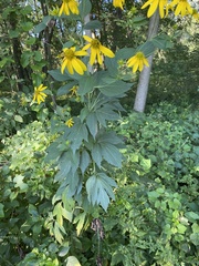 Rudbeckia laciniata