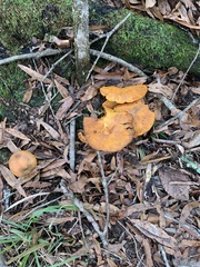 Omphalotus subilludens