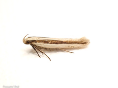 Kiwaia monophragma