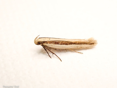Kiwaia monophragma