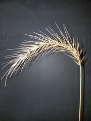 Elymus villosus