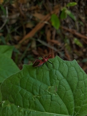 Gminatus