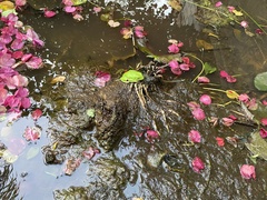 Agalychnis dacnicolor