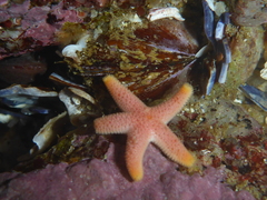 Henricia