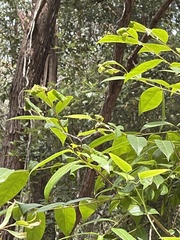 Euploea core corinna