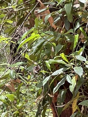 Euploea core corinna