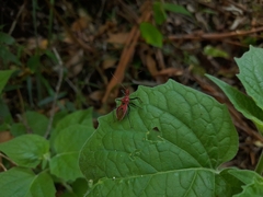 Gminatus