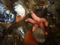 Henricia