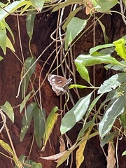 Euploea core corinna