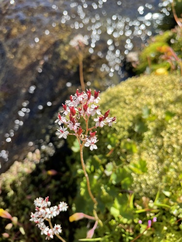 Saxifraga nelsoniana iNat (1)