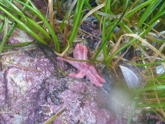 Leptasterias hexactis