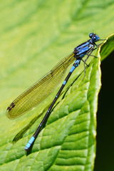 Argia terira