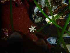 Leptasterias hexactis