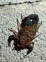 Centruroides edwardsii