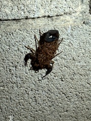 Centruroides edwardsii