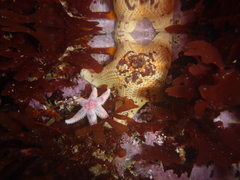 Leptasterias hexactis