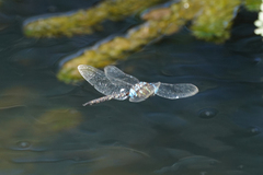 Rhionaeschna jalapensis