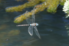 Rhionaeschna jalapensis