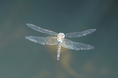 Rhionaeschna jalapensis