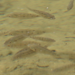 Oreochromis mossambicus