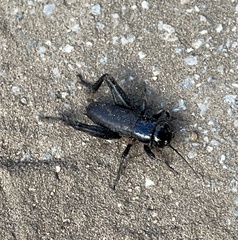 Gryllus