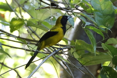 Icterus prosthemelas