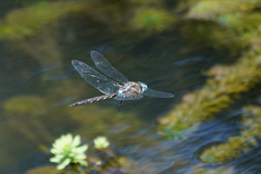 Rhionaeschna jalapensis