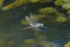 Rhionaeschna jalapensis