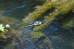 Rhionaeschna jalapensis