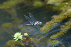 Rhionaeschna jalapensis